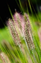 24 Blume-Pfalz-09-D32_9817